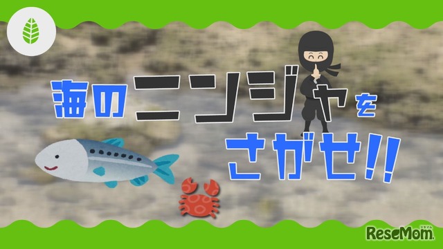 【沖縄】海のニンジャをさがせ!!