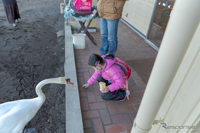 子供が餌をあげる場合、くちばしでつつかれないように注意。