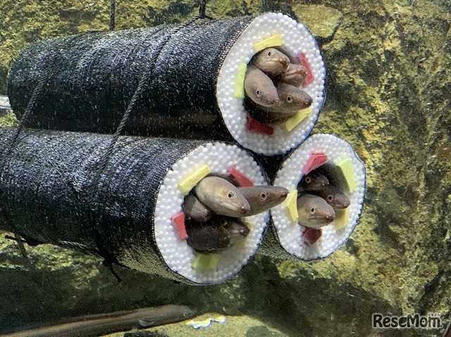 仙台うみの杜水族館（2020年度の展示写真）