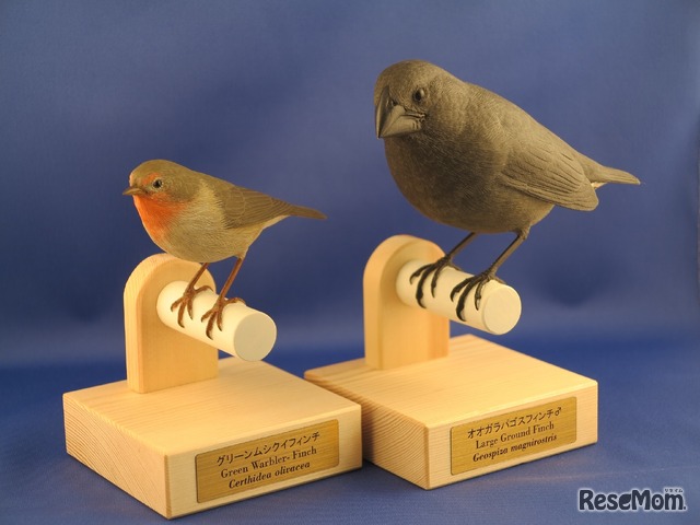港区立みなと科学館春の企画展「国立科学博物館 巡回展 ダーウィンを驚かせた鳥たち 日本の生物多様性とその保全」