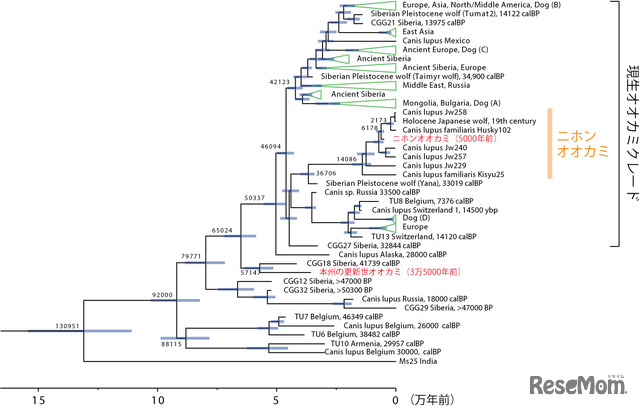 ミトコンドリアDNA解析に基づくハイイロオオカミの系統関係と分岐年代推定