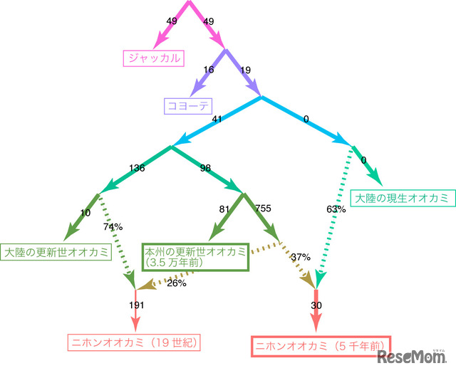 核ゲノムデータに基づく更新世オオカミ集団と大陸の現生オオカミ集団の関係と交雑の歴史