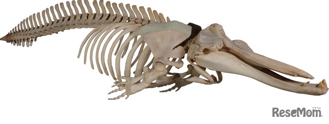 「ツチクジラ 全身骨格」国立科学博物館蔵