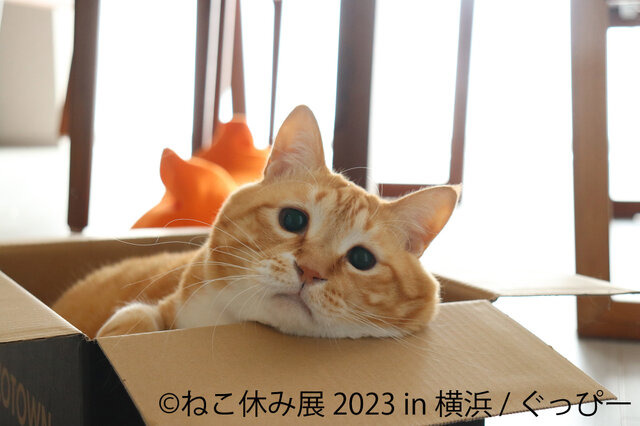 「ねこ休み展 2023 in 横浜」2月10日～11日、開催！可愛さたっぷりの写真展や、本イベントでしか買えないグッズも