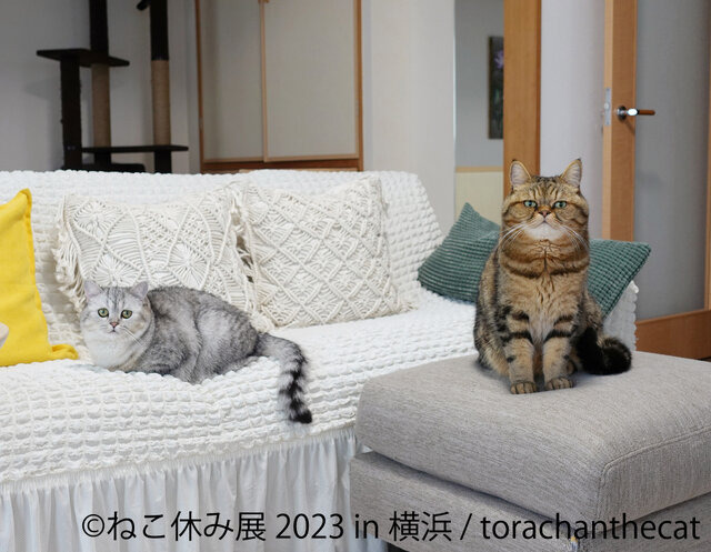 「ねこ休み展 2023 in 横浜」2月10日～11日、開催！可愛さたっぷりの写真展や、本イベントでしか買えないグッズも