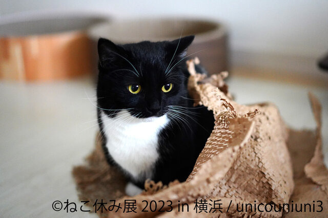 「ねこ休み展 2023 in 横浜」2月10日～11日、開催！可愛さたっぷりの写真展や、本イベントでしか買えないグッズも