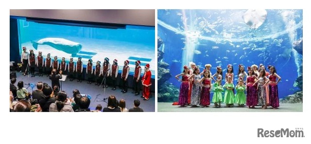 （左）鴨川少年少女合唱団「クリスマス ミニコンサート」、（右）HILO Hawaiian Academy「クリスマス公演」