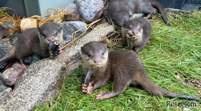 コツメカワウソの赤ちゃん3兄弟（生後76日目のようす）