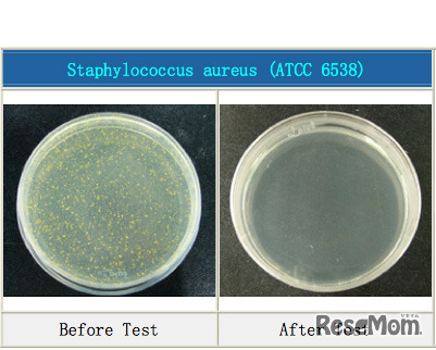 黄色ブドウ球菌。紫外線照射前（左）と後（右）