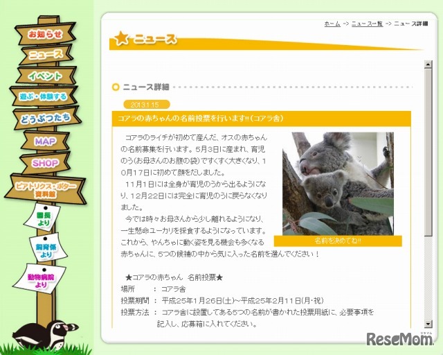 コアラの赤ちゃんに名前を付けよう（webサイト）