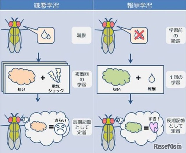 ハエの嫌悪学習と報酬学習