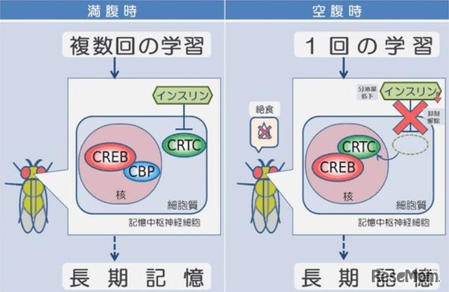 研究により明らかになった満腹時と空腹時の長期記憶の作られ方