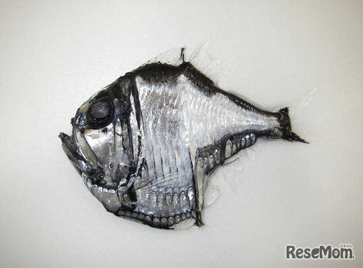 勝浦のキンメ漁で混獲された深海魚、トガリムネエソ