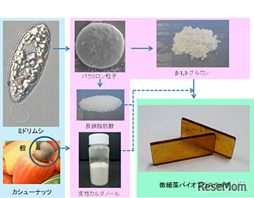ミドリムシ／カシューナッツ殻から微細藻バイオプラスチックへの製造工程