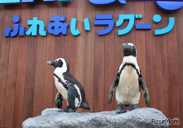 ラゾーナ川崎プラザにシーパラがやってくる