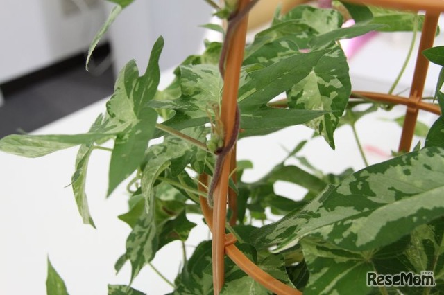 中学受験に勝つ 夏休み自由研究 理科 4 朝顔の観察 8枚目の写真 画像 リセマム