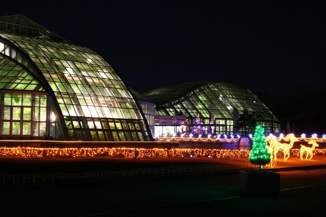 京都府立植物園、夜間開室とイルミネーション開催