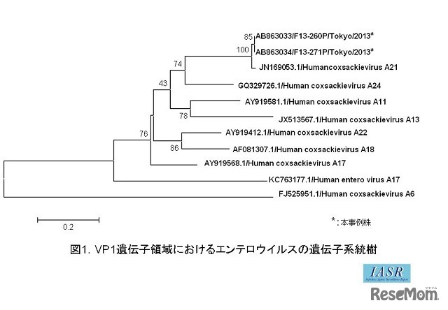 VP1遺伝子領域におけるエンテロウイルスの遺伝子系統樹