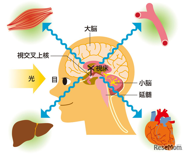 視交叉上核からの情報で各時計遺伝子が時間を調整