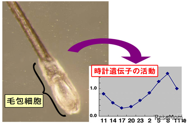 毛包細胞を使った画期的な測定法