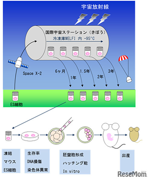 実験の概要