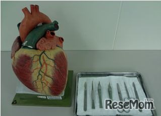 東邦大 血管を学ぶ医学体験スクール12 25 中学生対象 2枚目の写真 画像 リセマム