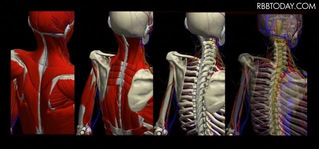 筋肉・神経・血管・骨・関節の表示を切り替えることもできる 筋肉・神経・血管・骨・関節の表示を切り替えることもできる