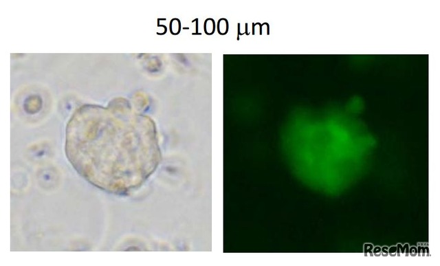 蛍光顕微鏡による酸処理後形成されるSTAP様細胞塊の緑色蛍光検出