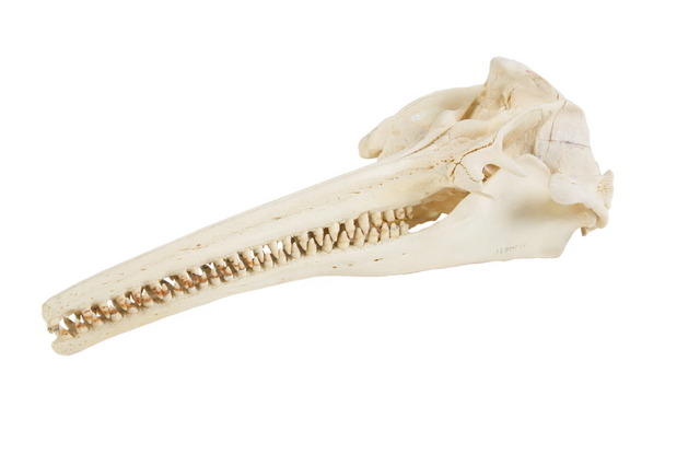 「大アマゾン展」アマゾンカワイルカの頭骨