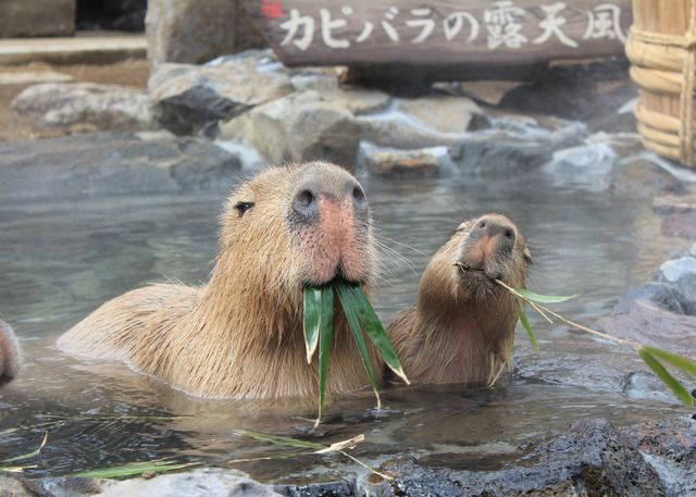 伊豆シャボテン公園グループ、ロボットからカピバラまで楽しめる「春イベント～SPRING EVENT2015～」を開催