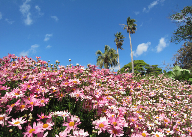 伊豆シャボテン公園グループ、ロボットからカピバラまで楽しめる「春イベント～SPRING EVENT2015～」を開催