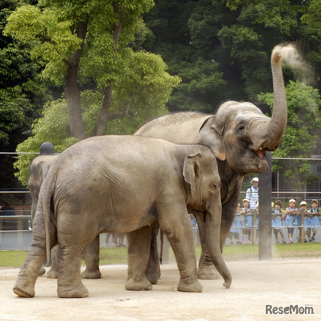 上野動物園　アジアゾウ