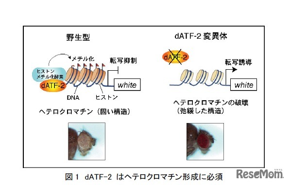 dATF-2はヘテロクロマチン形成に必須