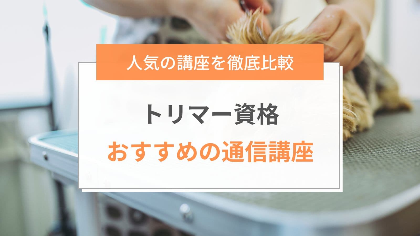 徹底比較 トリマー資格のおすすめ通信講座5選 講座選びのポイントも解説 ミツカル学び