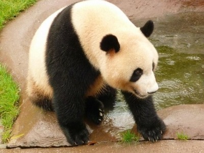 トラベラーズチョイス Tm 世界の人気観光スポット15 動物園 水族館編 を発表 Pr Times リセマム