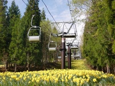 スキー場のゲレンデが一面黄色に 北関東最大級のすいせん園が見ごろで4 23オープン 今年は花夜市開催 夜は花の苗が安い Pr Times リセマム