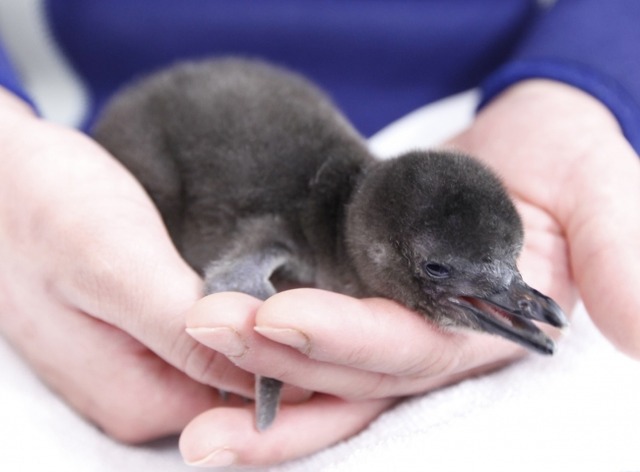 すみだ水族館 令和元年生まれのペンギンの赤ちゃんに会いに行こう ｈａｐｐｙ ｐｅｎｇｕｉｎｓ を開催 Pr Times リセマム