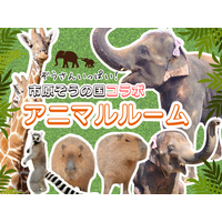 市原ぞうの国×高滝湖グランピングリゾート！動物テーマの特別ルームでワクワク体験！「市原ぞうの国」コラボ宿泊プラン