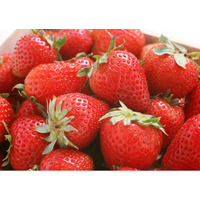 関西で倉敷を愉しもう♪倉敷市産いちご試食＆体験イベント