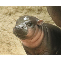 ムチムチ赤ちゃんが尊い 世界三大珍獣コビトカバの魅力に迫る『コビトカバまるごとBOOK』が発売