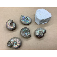 【JAF岐阜】家族みんなで楽しめる！JAFデーin岐阜県博物館「化石体験教室＆昔遊び」を開催します