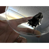 【和歌山高専】世界初！コウモリダコの巨大ゲノムの解読に成功　～深海生物のゲノム多様性について新たな知見～