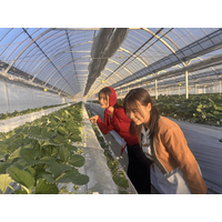 人気の収穫体験に新たな体験施設「すとろべりーはんと」がオープン！