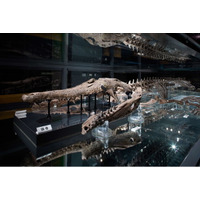 祝・天然記念物！大阪大学×豊中市　“マチカネワニ”特別企画