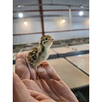 「豊橋のうずら産業を次世代に。」地元小学校の食育活動を通じ『体験型見学コース』開発へ。株式会社幡野ファームが地域密着型PRを強化。