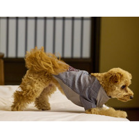 【愛犬と泊まれる古民家リトリート　赤城山 - 懐 -】公式Instagramフォロワー1万人突破記念。2月末までの期間限定で「愛犬2頭分の宿泊費＆お食事」が無料になる特別プランを販売開始