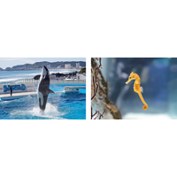 【鴨川シーワールド】ホリデーシーズン後半も海の動物と！ 年末年始も鴨川シーワールドへ！イベント多数開催！！