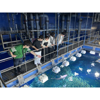 【JAF茨城】「サメタッチング体験」を実施　JAFデー in アクアワールド茨城県大洗水族館バックヤードツアー