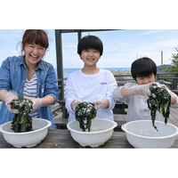 旅の終わり、きっとワカメに恋をする。【2～3月限定】新物だけの艶と香り！ 鳴門わかめ塩蔵体験付き宿泊プラン発売♪