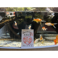 バレンタイン特別展～尾びれがハート！ブリストル朱文金～